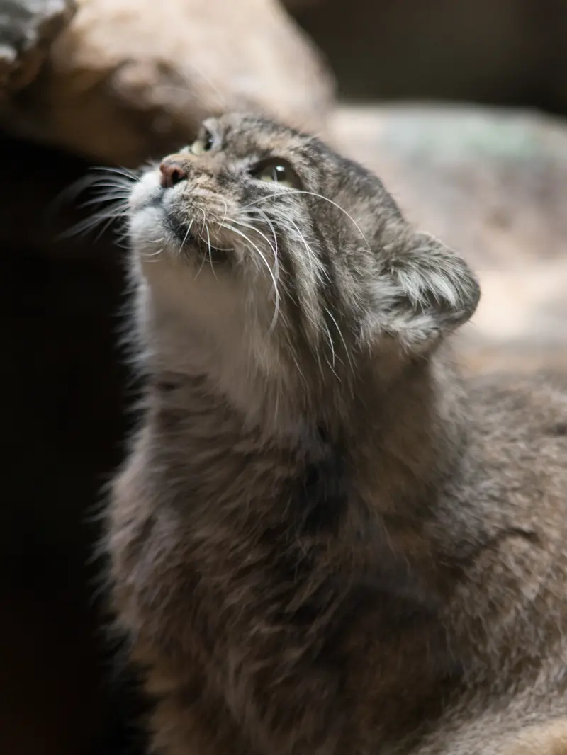 恩賜上野動物園のプリームラの写真