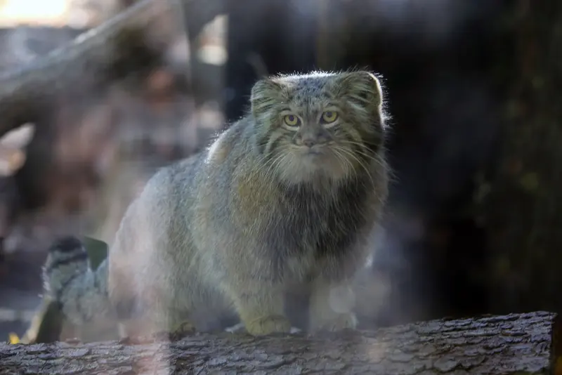 コシツェ動物園のアイセンの写真