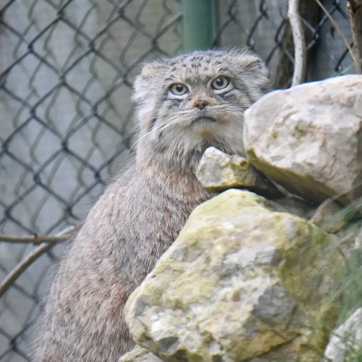 ヘラブルン動物園のプルシの写真