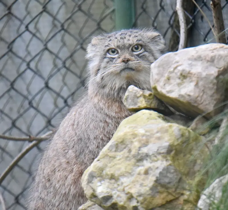 ヘラブルン動物園のプルシの写真