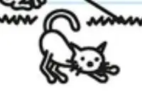 マヌルネコの写真