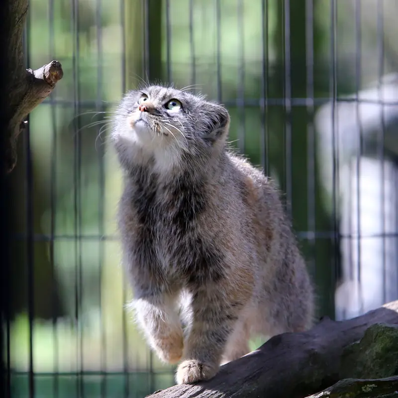 クラクフ動物園のツァスの写真