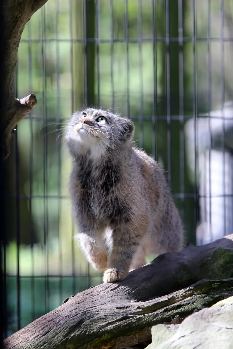 クラクフ動物園のツァスの写真