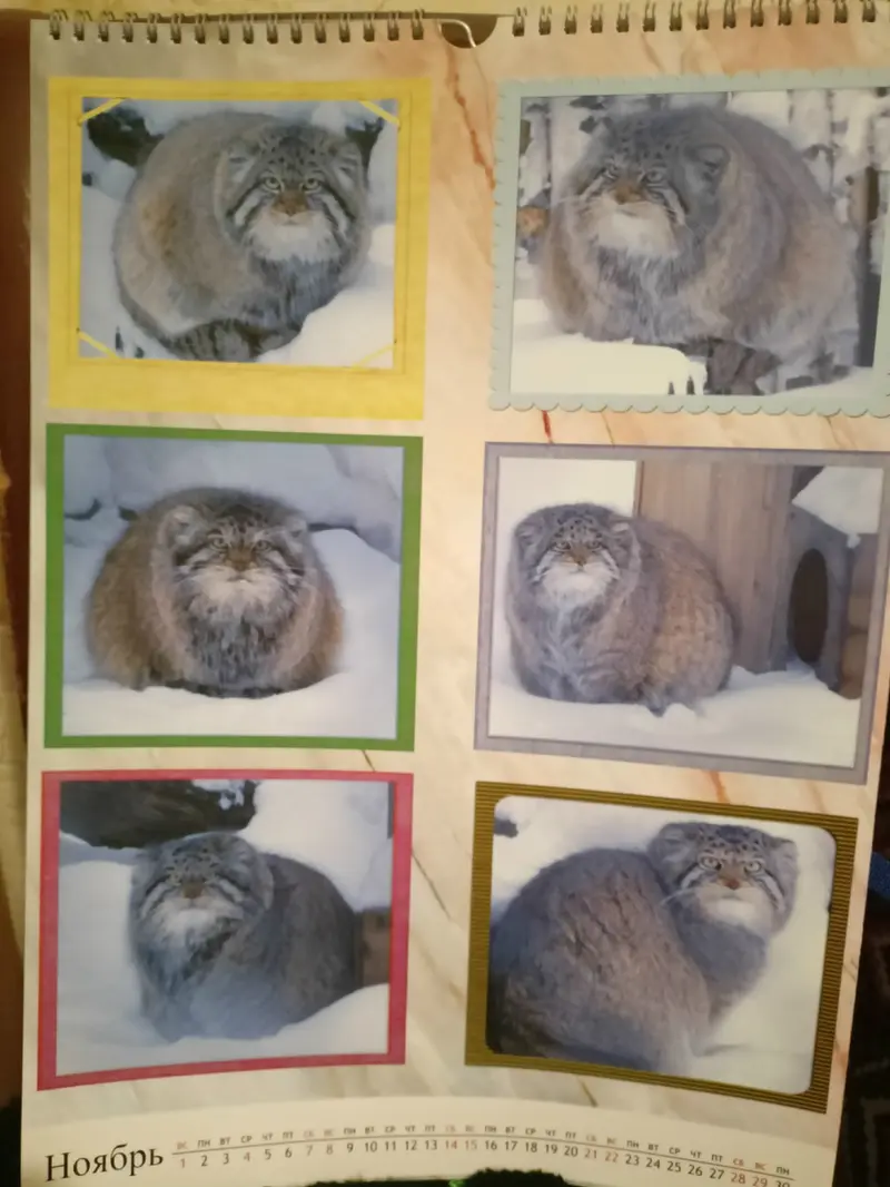 マヌルネコの写真