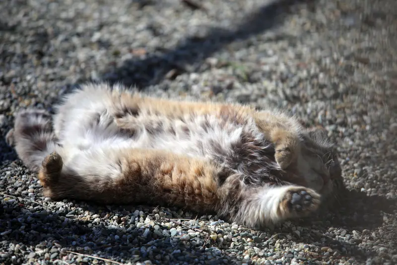 オストラヴァ動物園のモイラの写真