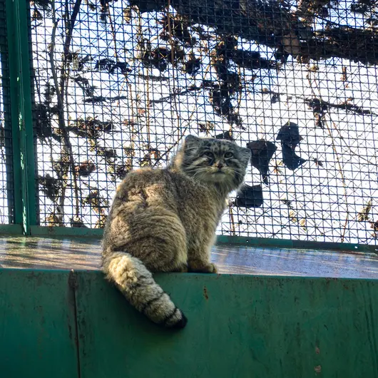 ブダペスト動物園・植物園のボフスの写真
