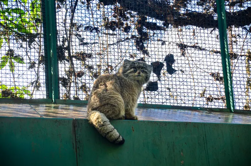 ブダペスト動物園・植物園のボフスの写真