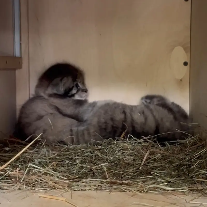 レニングラード動物園のマヌルネコの写真