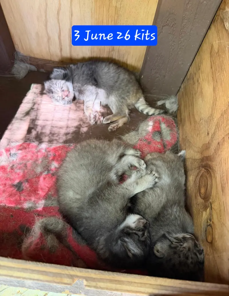 ニアイビ動物園のイーヴィーの子ネコ b.2026 Ⅰ、イーヴィーの子ネコ b.2026 Ⅱとイーヴィーの子ネコ b.2026 Ⅲの写真