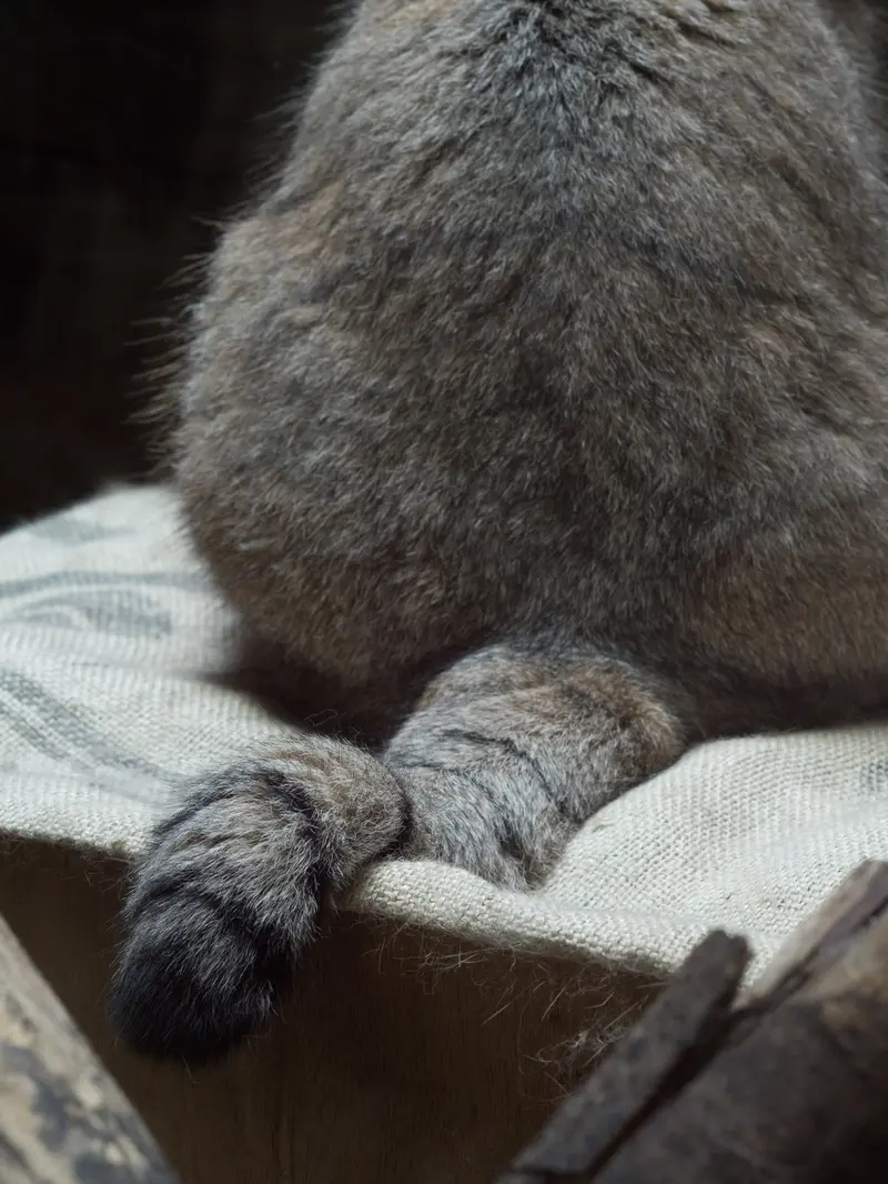 恩賜上野動物園のプリームラの写真