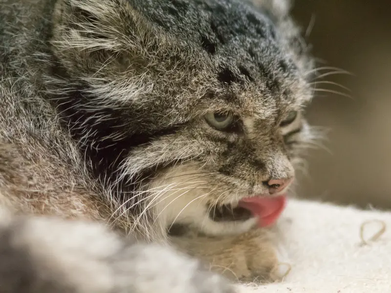 恩賜上野動物園のクリョンの写真