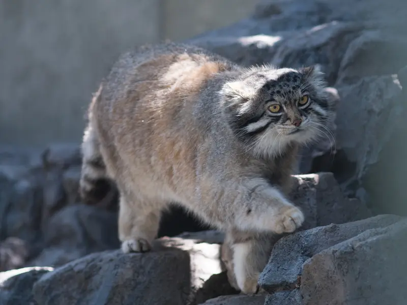 旭山動物園のグルーシャの写真