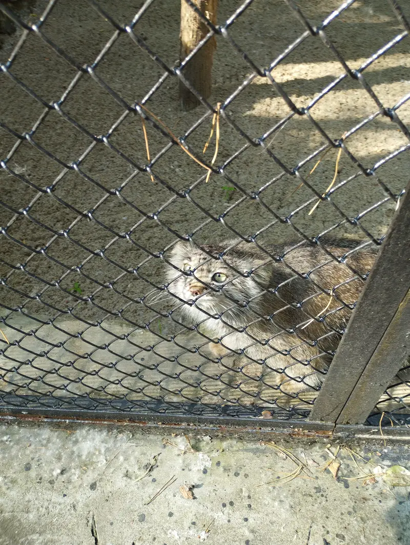 ノヴォシビルスク動物園のマヌルネコの写真