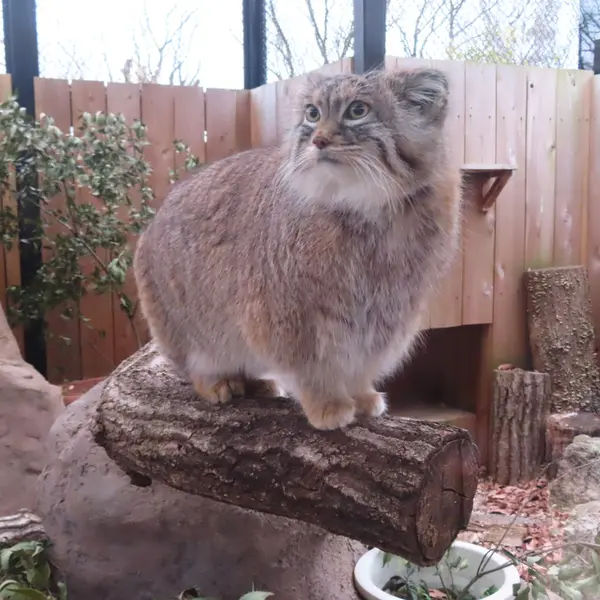 埼玉県こども動物自然公園のオリーヴァの写真