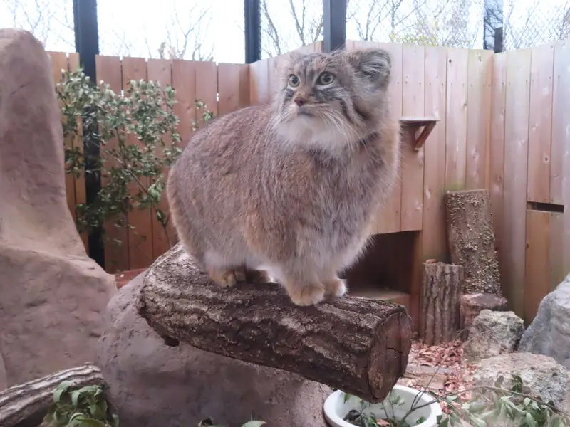 埼玉県こども動物自然公園のオリーヴァの写真