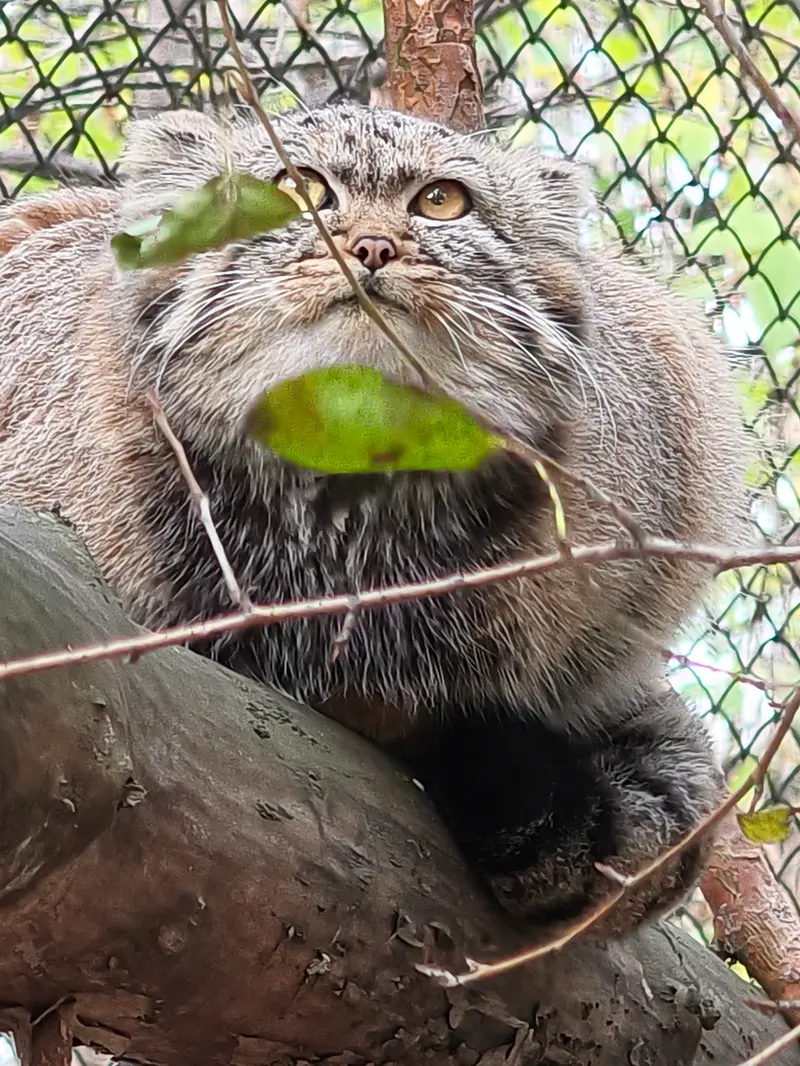 ノヴォシビルスク動物園のアデルの娘（2026年生まれ）Ⅱの写真