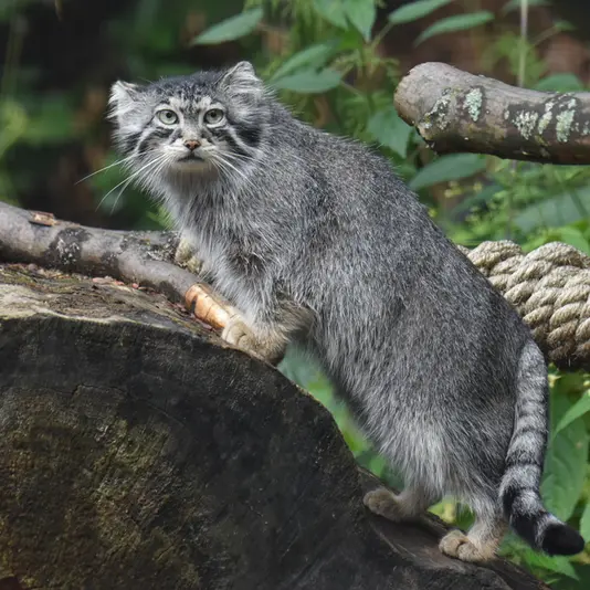 グダニスク動物園のウラの写真