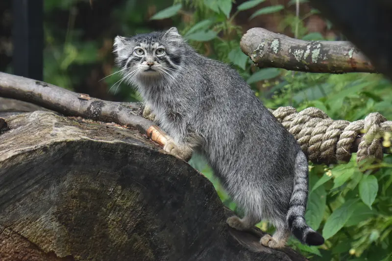 グダニスク動物園のウラの写真