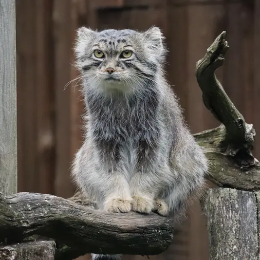 タリン動物園のマーズの写真