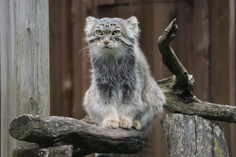 タリン動物園のマーズの写真