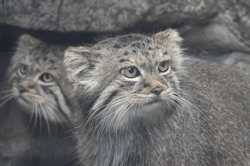 レニングラード動物園のペペの写真
