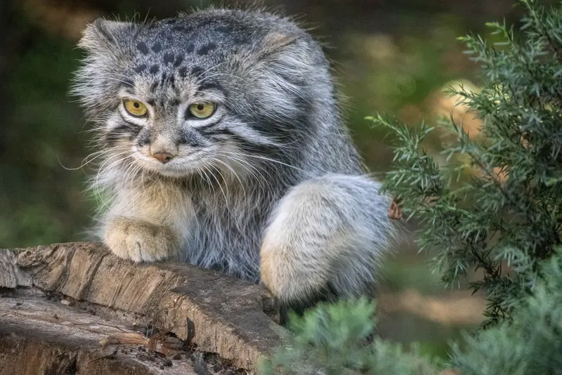 モスクワ動物園のティモフェイの写真
