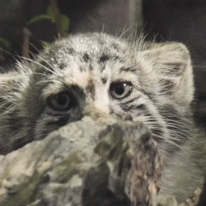 ブダペスト動物園＆植物園のボリス Ⅱの写真
