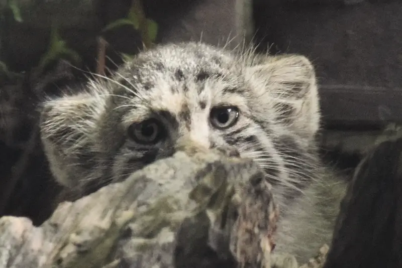 ブダペスト動物園・植物園のボリス Ⅱの写真