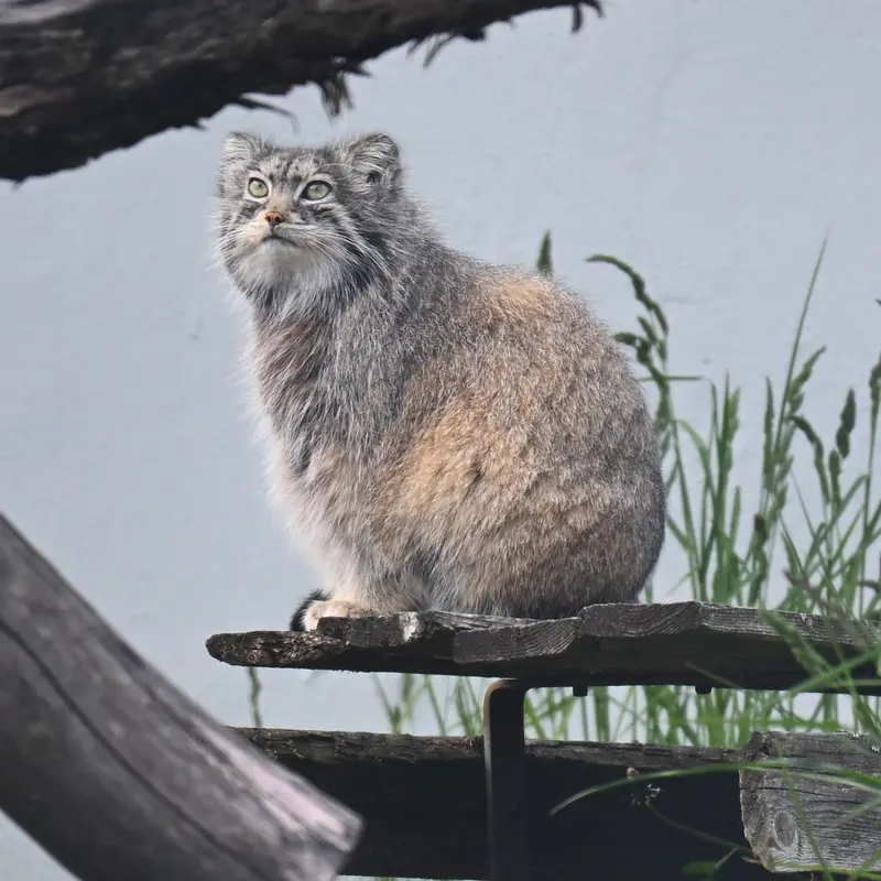 コルケアサーリ動物園のミミの写真