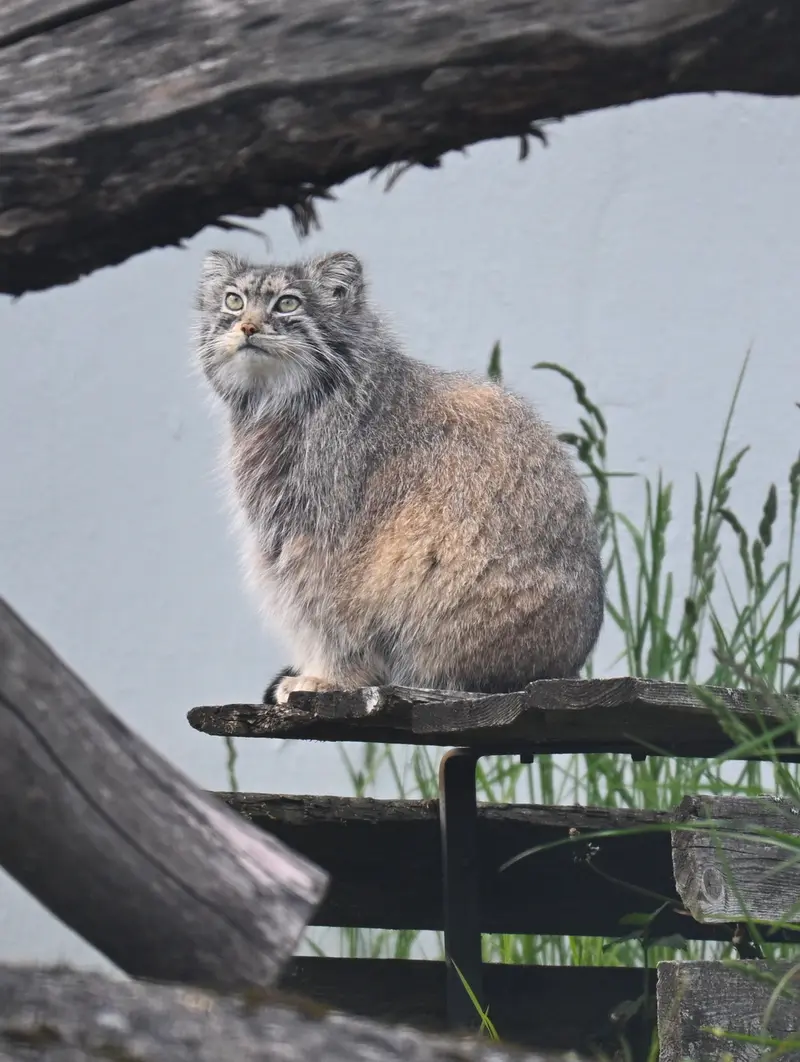 コルケアサーリ動物園のミミの写真