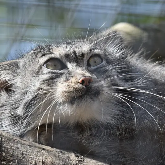 バナム動物園のハルの写真