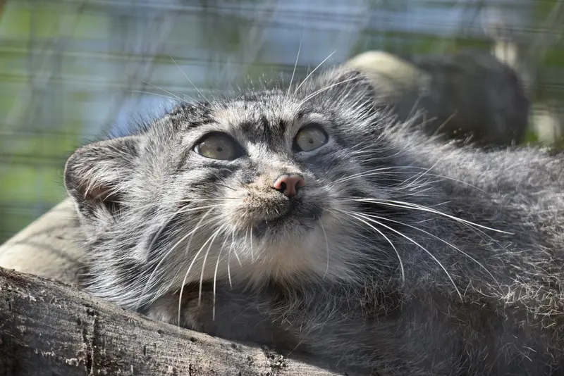 バナム動物園のハルの写真