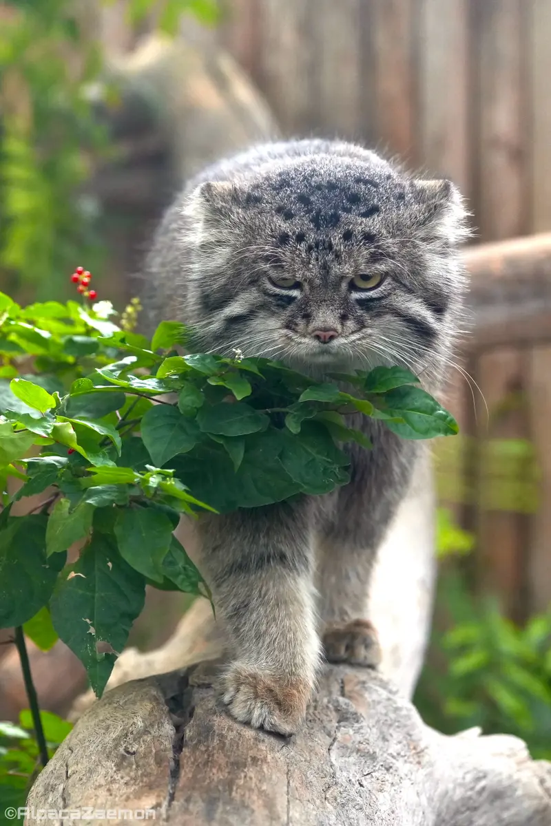 神戸どうぶつ王国のナルの写真