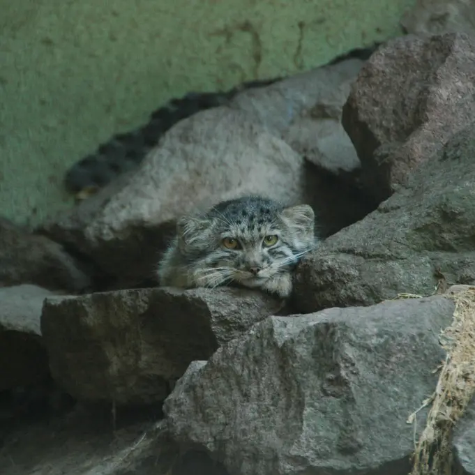ブダペスト動物園＆植物園のボリス Ⅱの写真