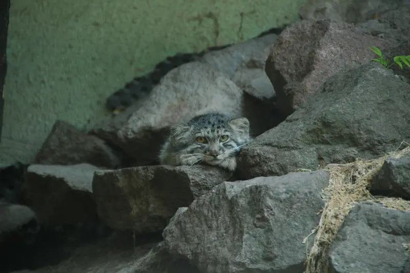 ブダペスト動物園＆植物園のボリス Ⅱの写真