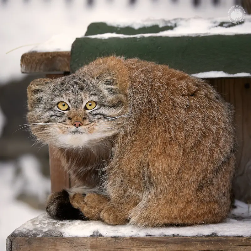 ノヴォシビルスク動物園のスネジャナの写真