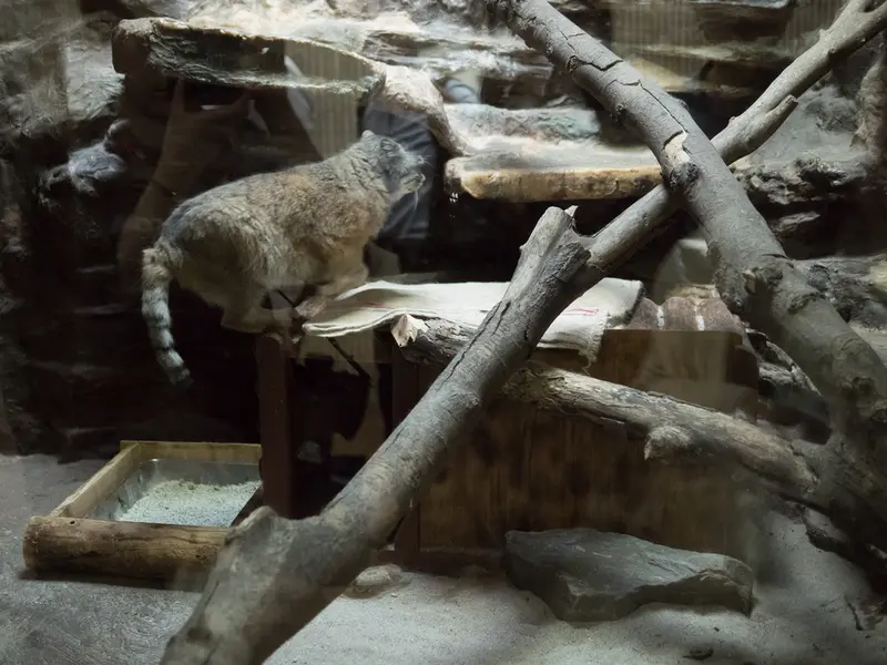 恩賜上野動物園のプリームラの写真