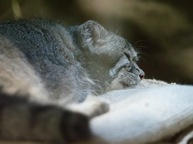 恩賜上野動物園のクリョンの写真