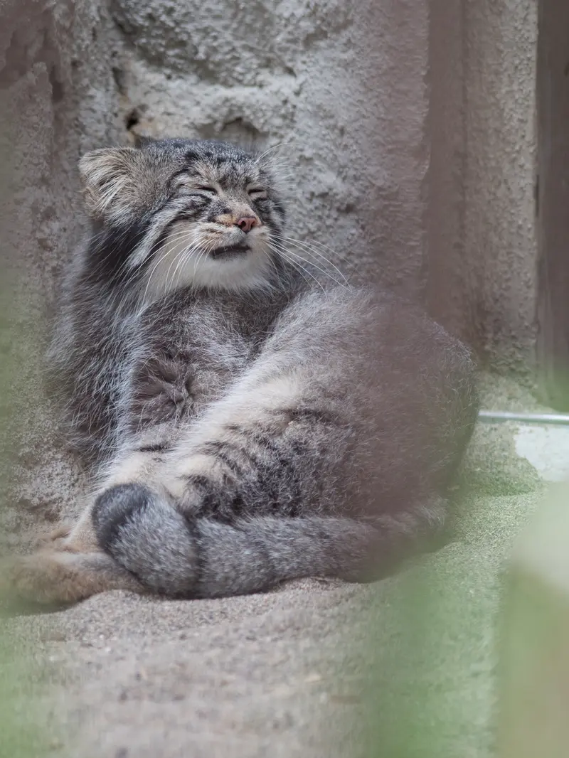野毛山動物園のフィーガの写真