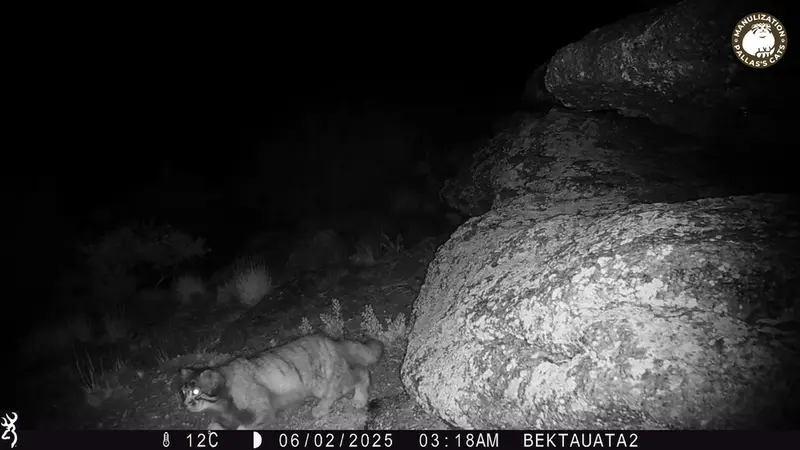ベクタウアタ 2カメラトラップで撮影したOtocolobus manul manulの写真