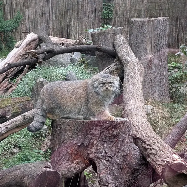 ヴロツワフ動物園のクビの写真