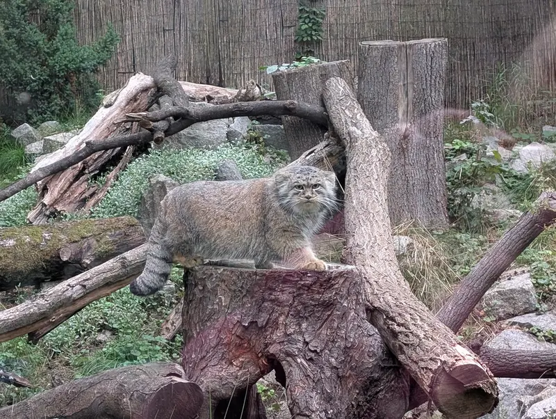 ヴロツワフ動物園のクビの写真