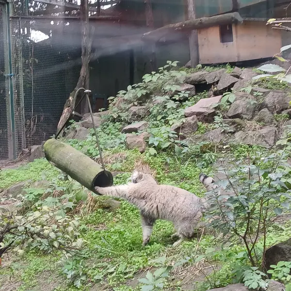 ブダペスト動物園＆植物園のボフスの写真