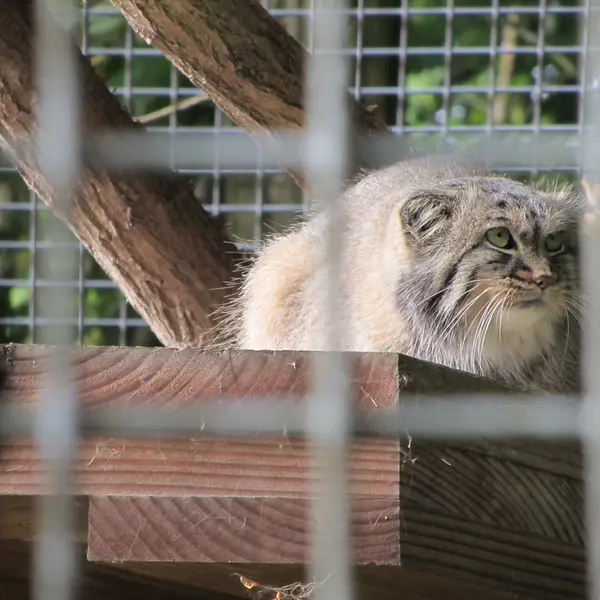 ザールブリュッケン動物園のカール・ハインツの写真