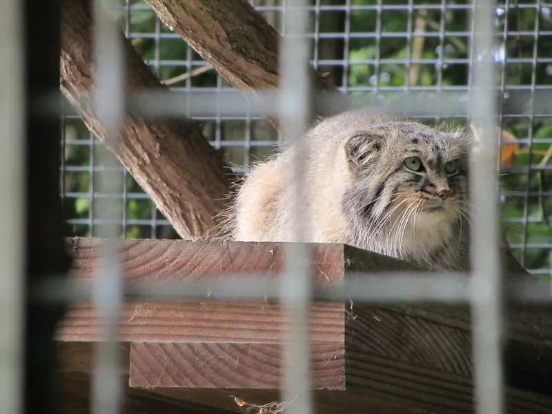 ザールブリュッケン動物園のカール・ハインツの写真
