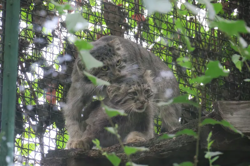 ブダペスト動物園・植物園のルーシーとボリス Ⅱの写真