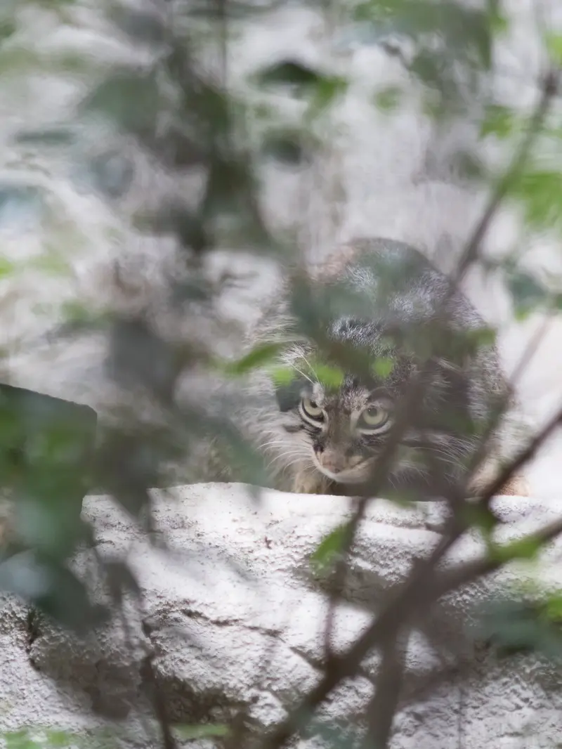 野毛山動物園のフィーガの写真
