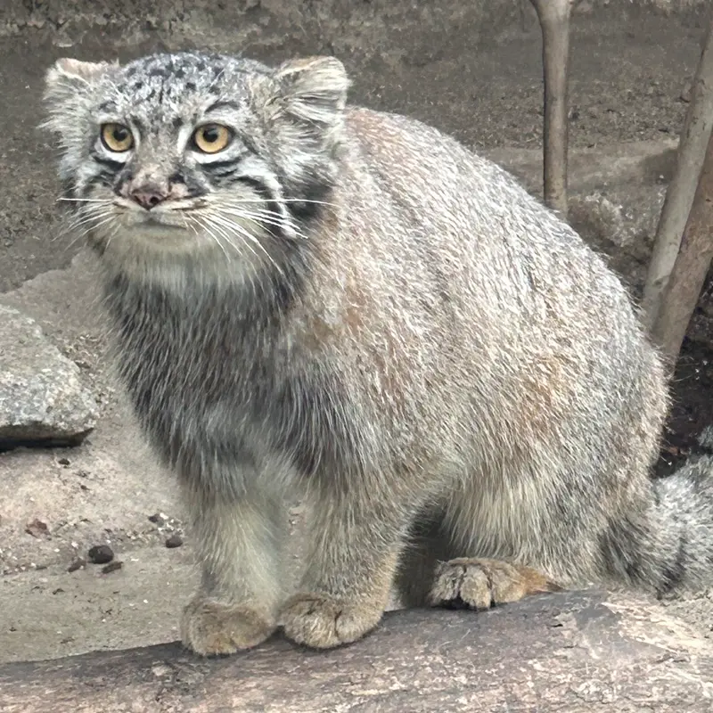 神戸どうぶつ王国のマヌルネコの写真