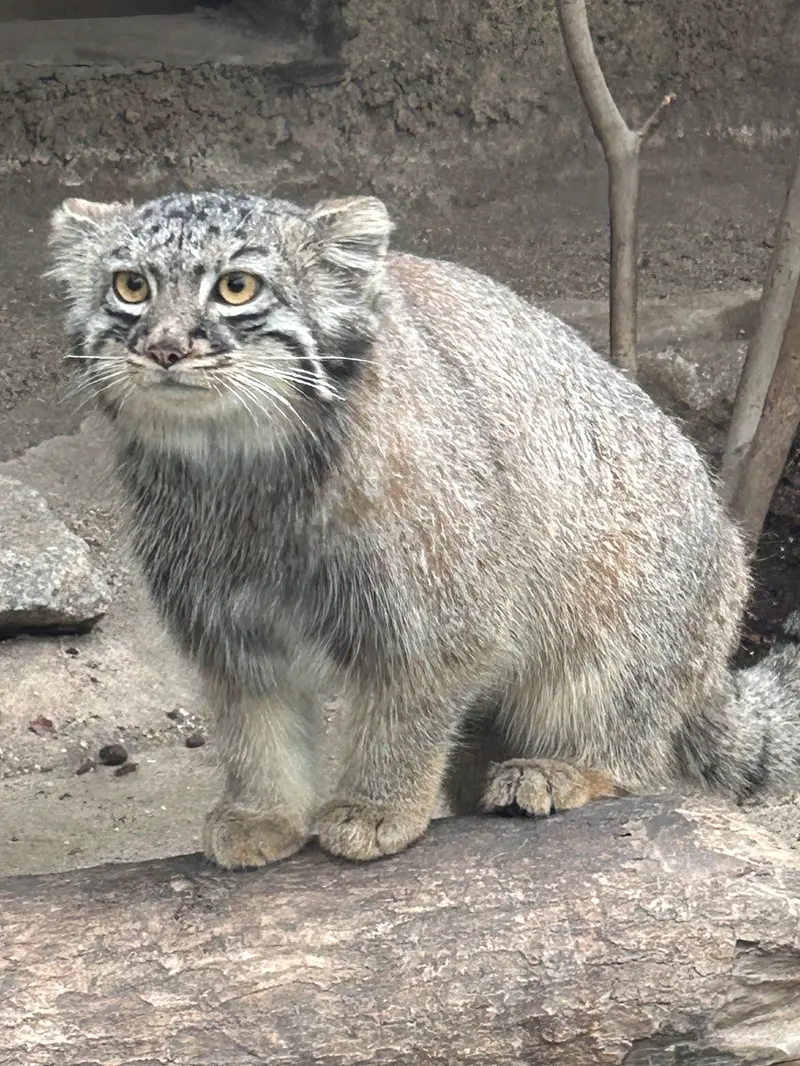 神戸どうぶつ王国のマヌルネコの写真