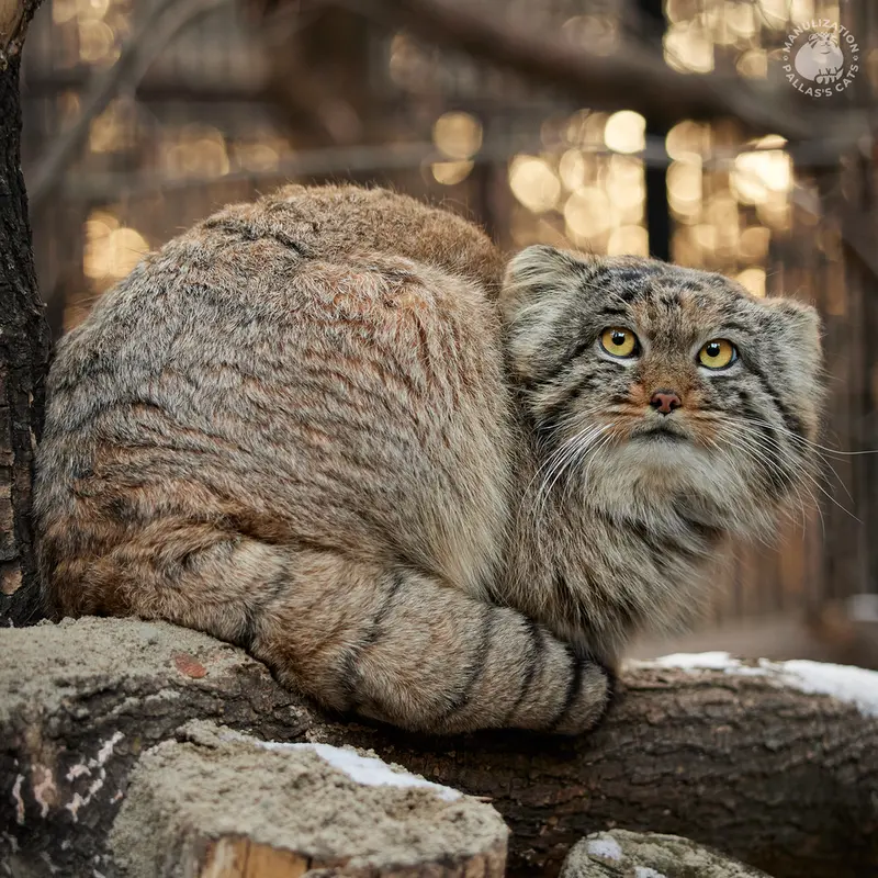 ノヴォシビルスク動物園のアチの写真